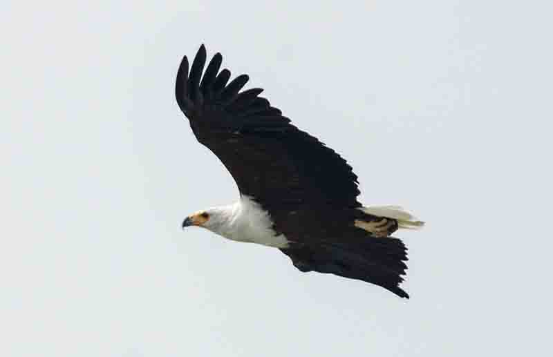 Águila - parque nacional Queen Elizabeth - Uganda 3.jpg